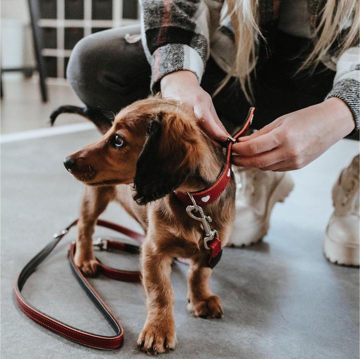 Actual product image Hunter Love adjustable lead, 18/200, red/black, width: 1.8 (Dog, General)