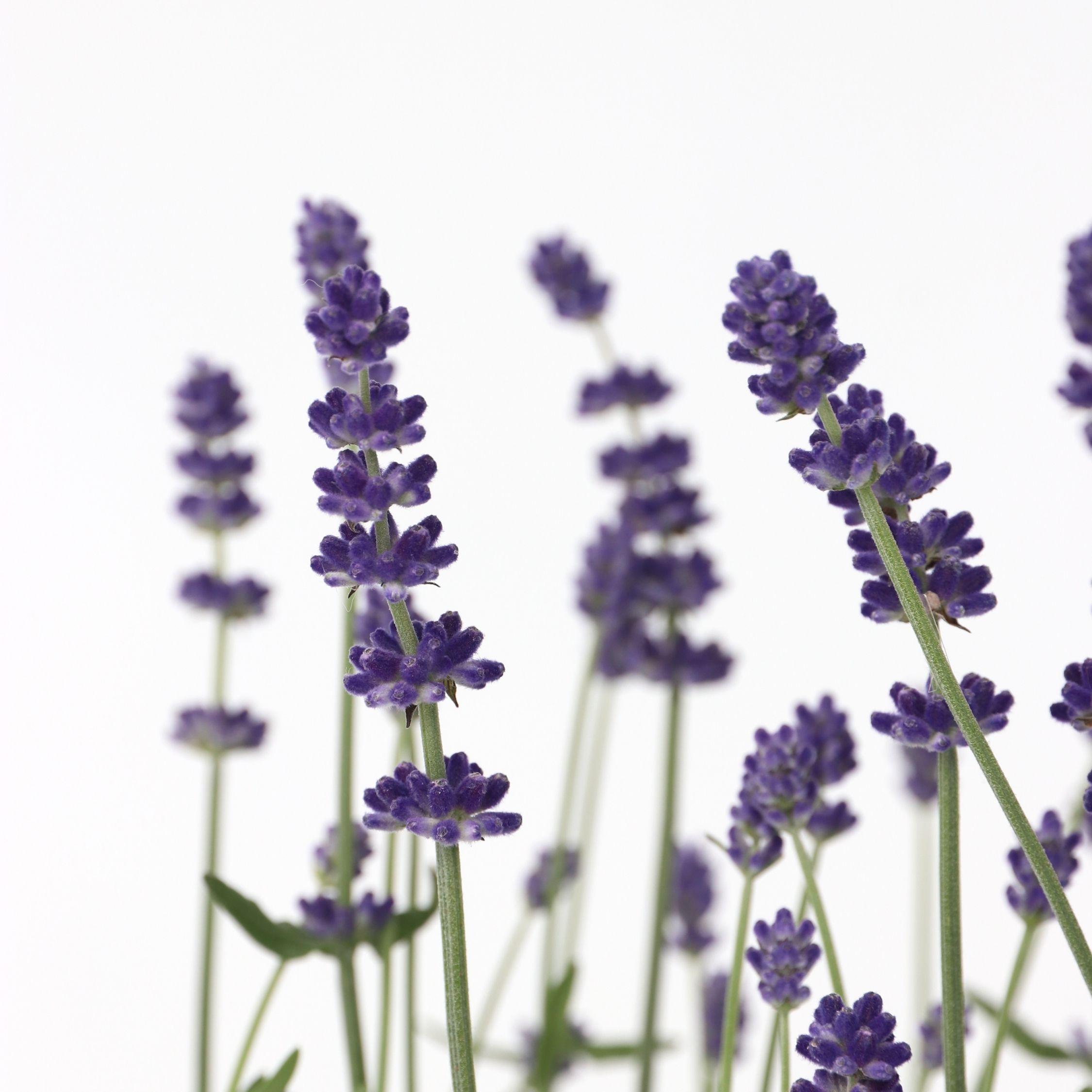 Thumbnail - Plant in a Box, Pflanzen, Lavandula angustifolia - 12er Set (15 cm)