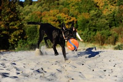 Actual product image Chuckit! Kick Fetch (Litter toy dog)