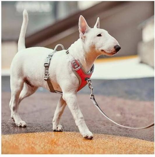 Actual product image Hurtta Venture No-Pull harness (35, 36, 37, 38, 39, 40, Dog, Walks)