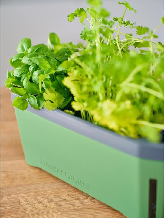 Actual product image Gusta Garden HARRY HERBS Herb Pot with Hood, Dark Green (35.80 x 15 x 25 cm)