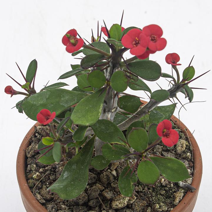 Immagine prodotto Kakteen Gautschi Euphorbia milii Set (25 cm)