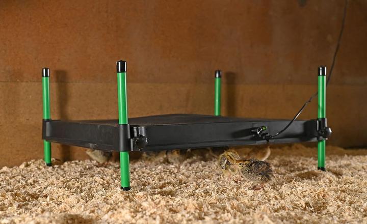 Image du produit Kerbl Plaque chauffante CosyHeat pour poussins et oisillons, réglable en hauteur, thermostat, 24V