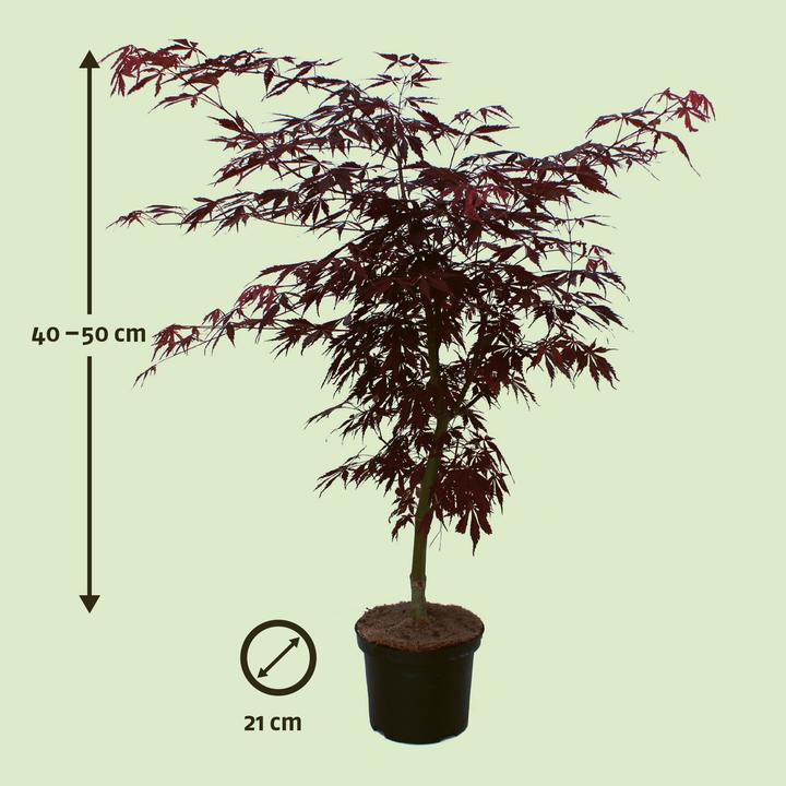 Produktbild Zulauf Japanischer Fächer-Ahorn / Acer palmatum 'Sumi-nagashi' (40 cm)