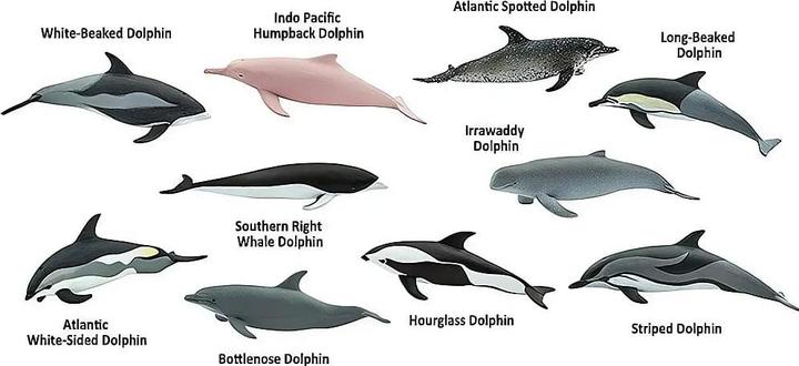 Produktbild Safari Delfine