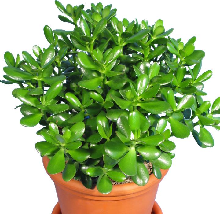 Kakteen Gautschi Crassula Obliqua (40 cm)