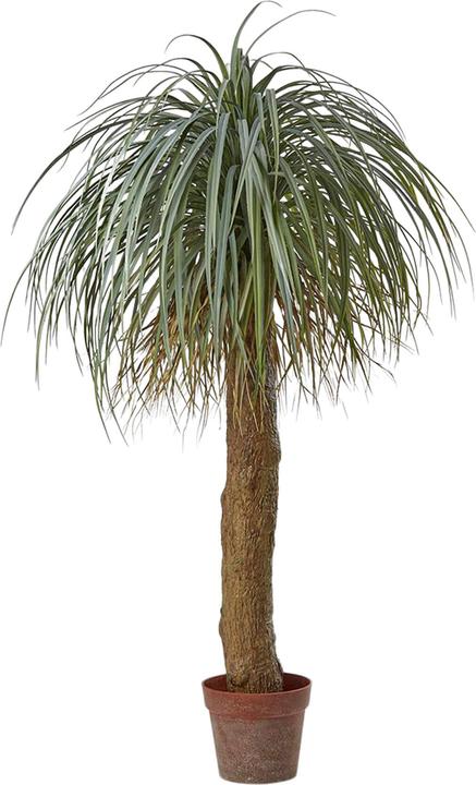 Immagine prodotto Edg Pianta artificiale Palma Yucca H (150 cm)