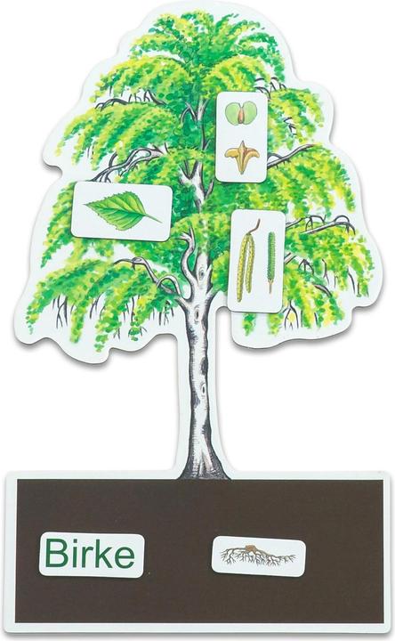 Actual product image Betzold Determine trees made easy (German, 6 - 10 years)