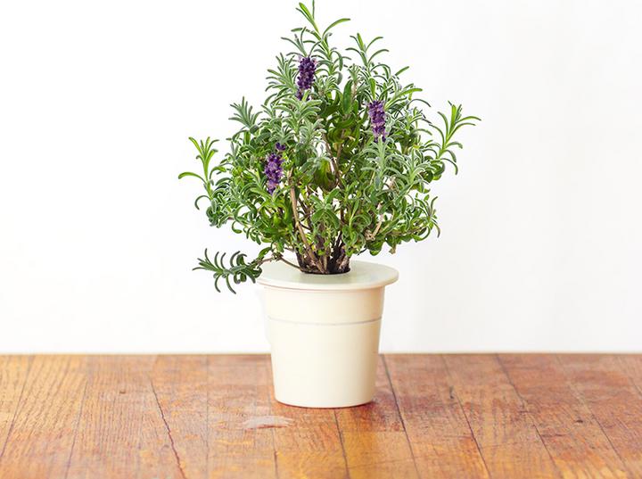 Produktbild Click and Grow Lavendel (Kräutersamen)