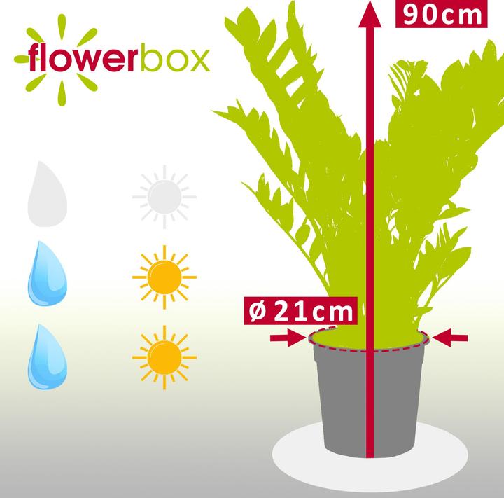 Image du produit Flowerbox Plume porte-bonheur - Zamioculcas zamiifolia (90 cm)