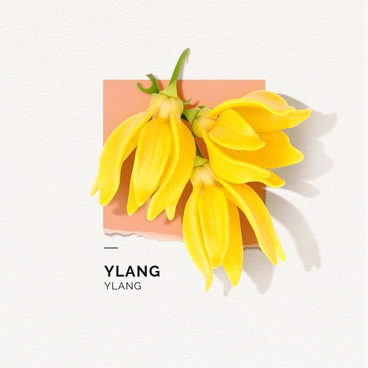 Immagine prodotto Solinotes Eau de Parfum Ylang Ylang (Eau de parfum, 50 ml)