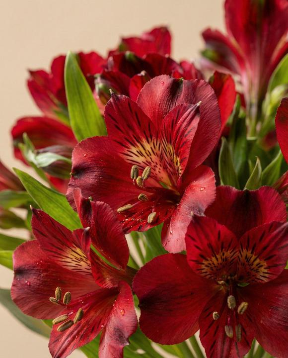 Produktbild feey Alstroemeria rot (10x)
