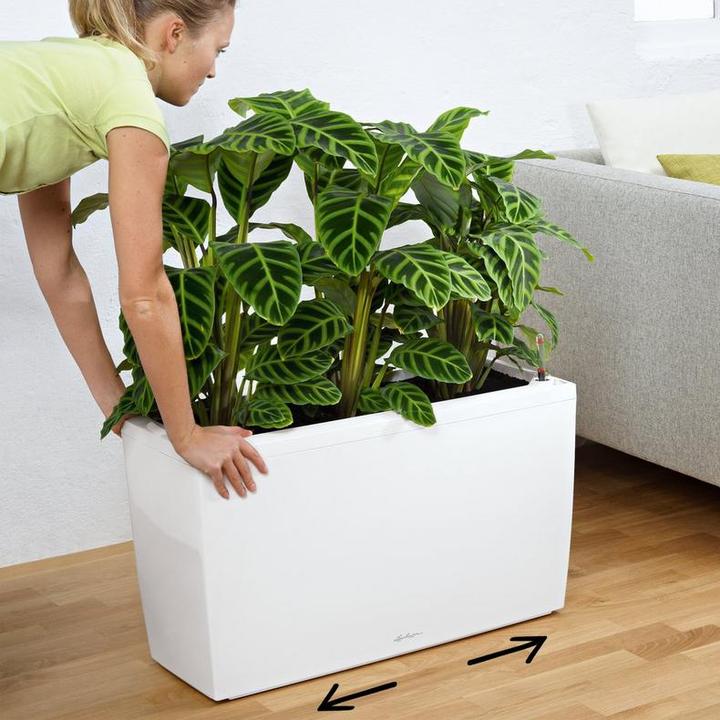 Image du produit Lechuza Cararo (75 x 30 x 43 cm)