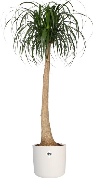 Immagine prodotto Elho B.for soft (34.50 cm)