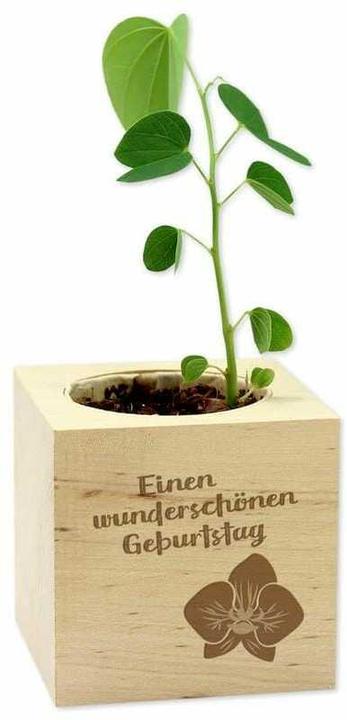 Image du produit Feel Green Célébrations vertes - Orchidée