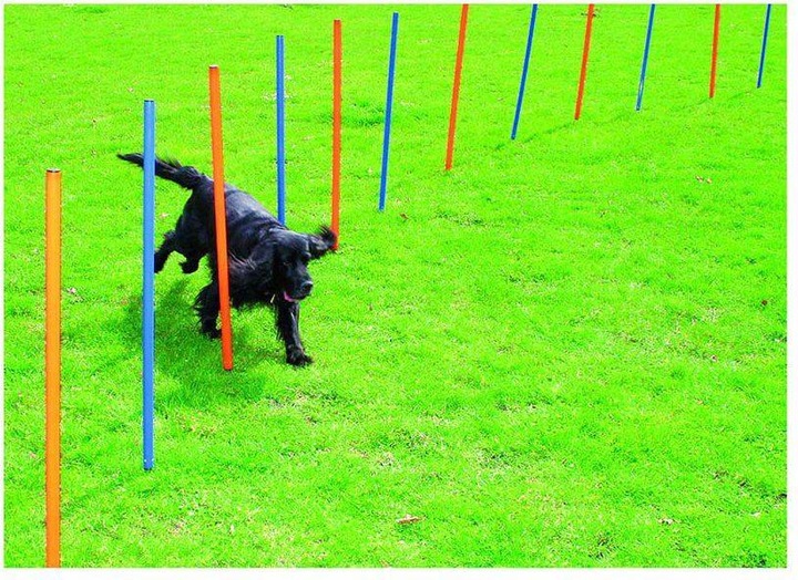 Actual product image Pawise Agility 12pcs Poles - (636.9000)