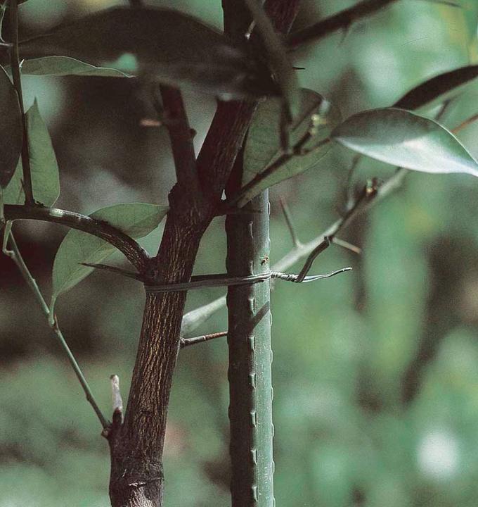 Image du produit Verdemax Supports de plantes (0.80 cm, 0.80 cm)