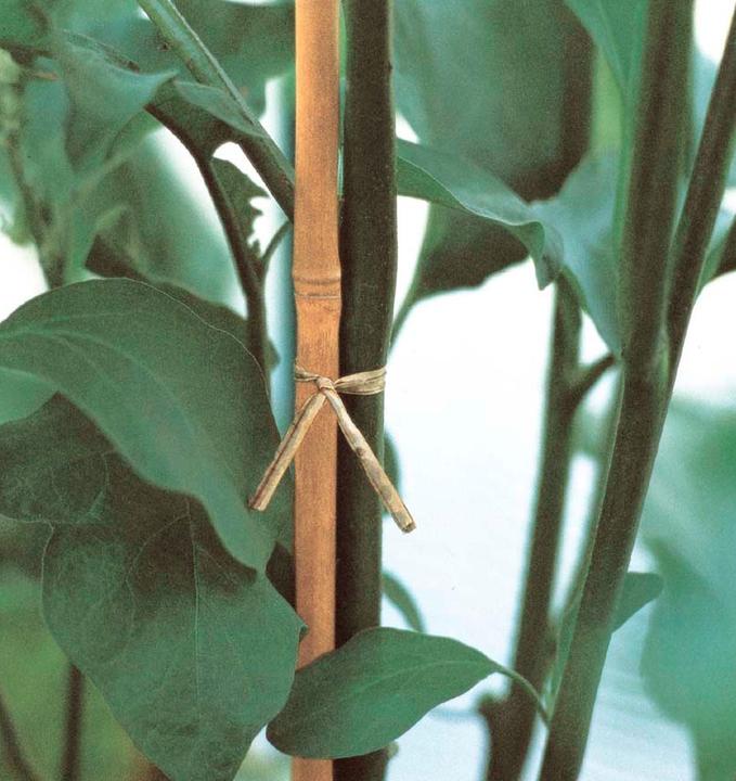 Image du produit Verdemax Supports de plantes (0.80 cm, 0.80 cm)