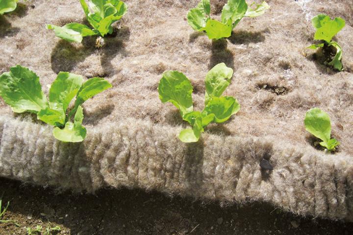 Actual product image GardenWool Snail brake