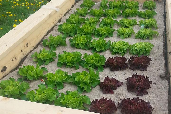 Produktbild GardenWool Unkrautschutzmatte