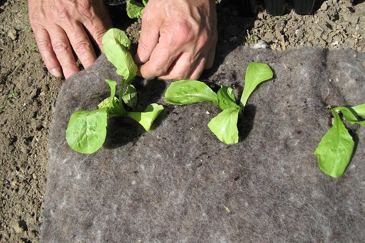 Produktbild GardenWool Unkrautschutzmatte