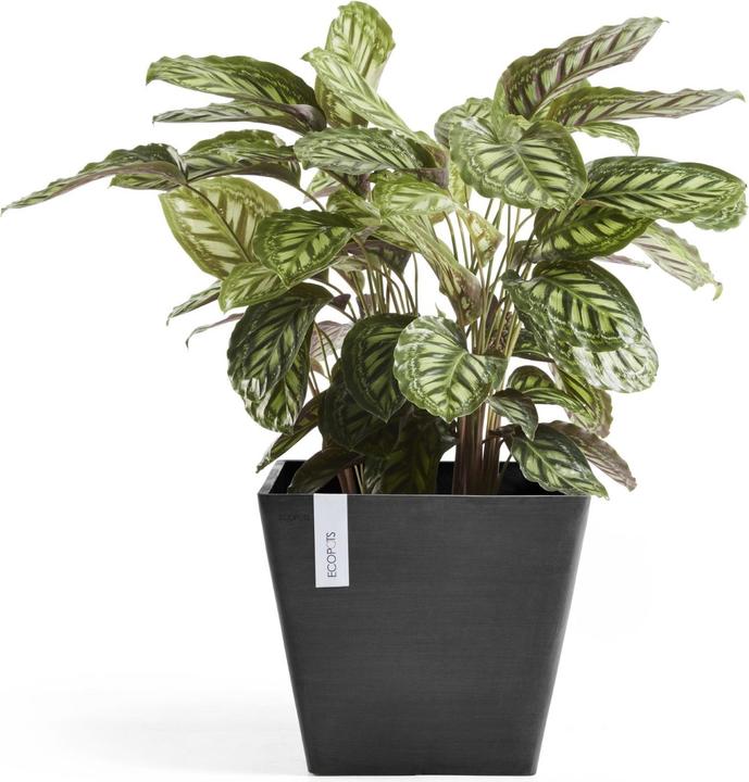 Immagine prodotto Ecopots Rotterdam (40 cm)