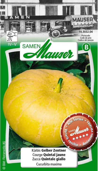 Citrouille jaune Centner (Graines de légumes)