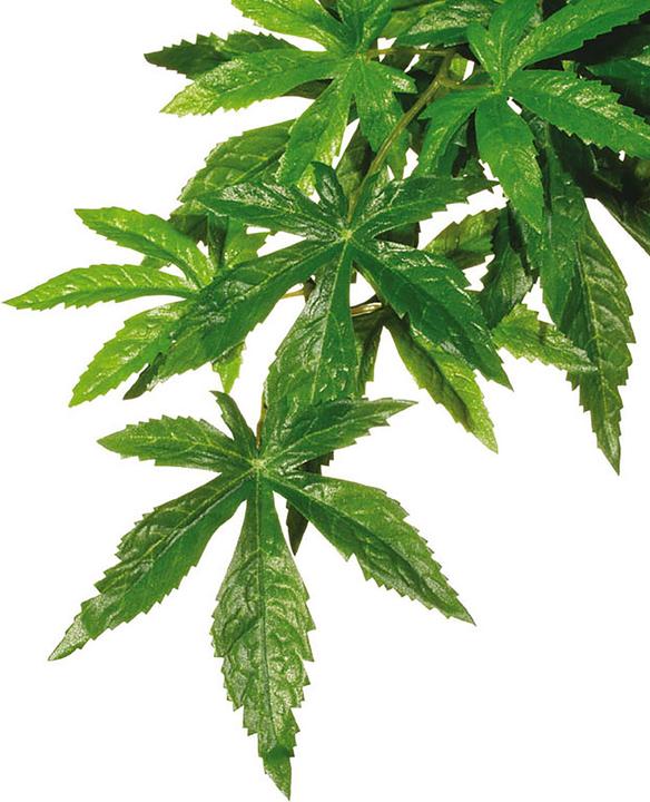 Exo Terra Jungle Plant Abutilon M