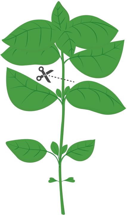 Produktbild Véritable Bio-Thai-Basilikum (Kräutersamen)