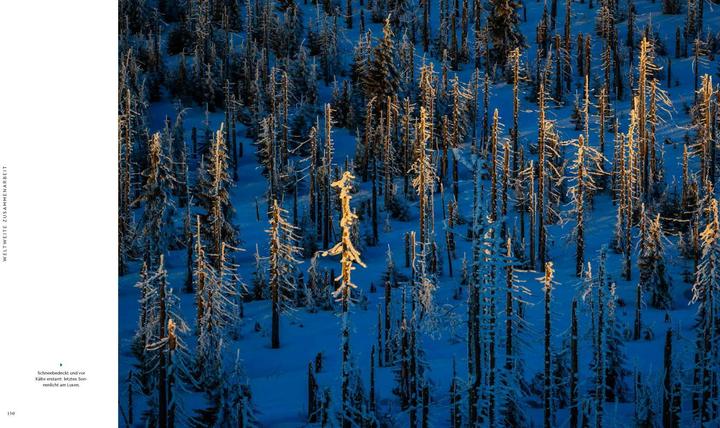 Actual product image Wilder Wald (German, Alexandra von Poschinger, 2020)