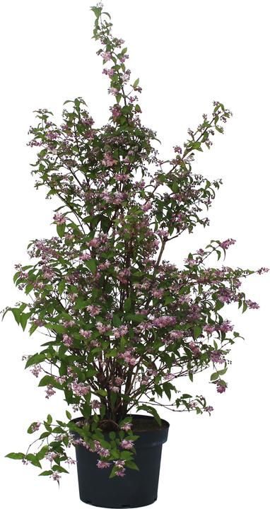 Produktbild Zulauf Deutzie / Deutzia hybrida 'Strawberry Field' (80 cm)