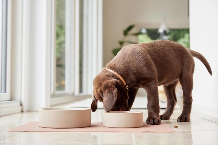 Immagine prodotto OYOY Zoo Ciotola in ceramica Sia S, Ø 13 x H 4,5 cm, Ghiaccio (1.35 l)