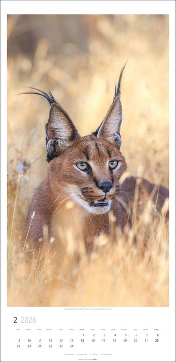 Produktbild Big Cats Kalender 2026 (33 x 68 cm)