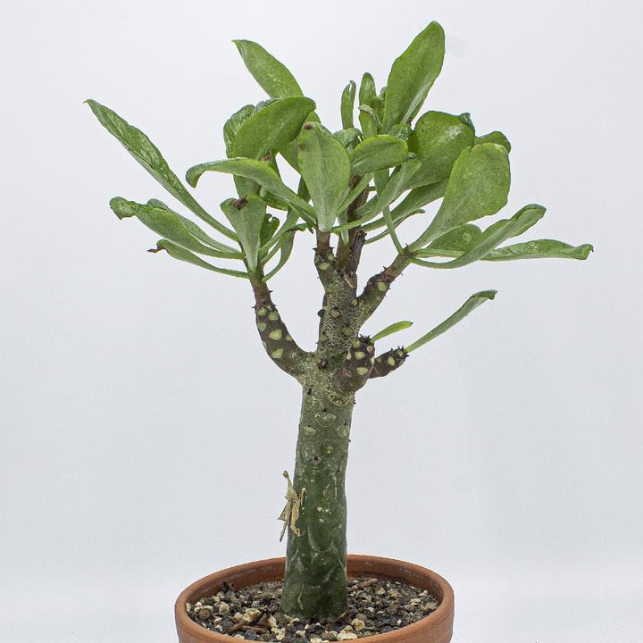 Immagine prodotto Kakteen Gautschi Tylecodon paniculata (55 cm)