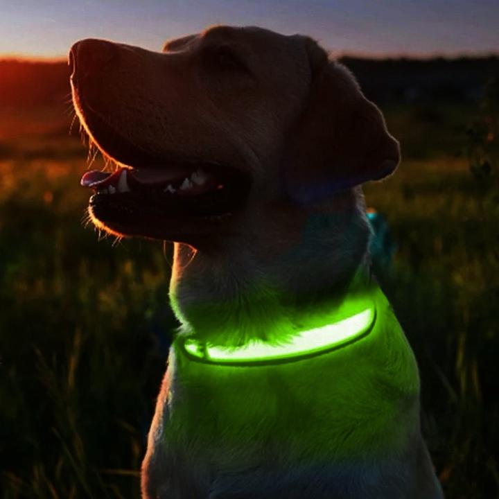 Image du produit Cbx Collier de chien à LED rechargeable taille M - 40-46cm (M, Chien)