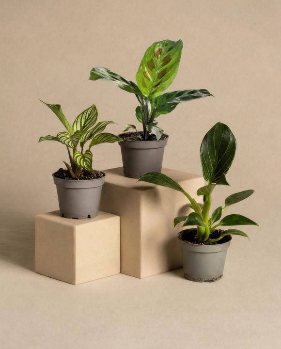 Immagine prodotto feey Set di piante per bambini (5 cm)