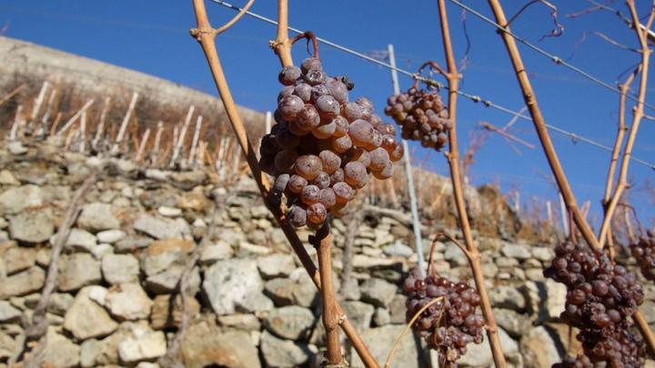 Immagine prodotto Degustazione di vini per 2