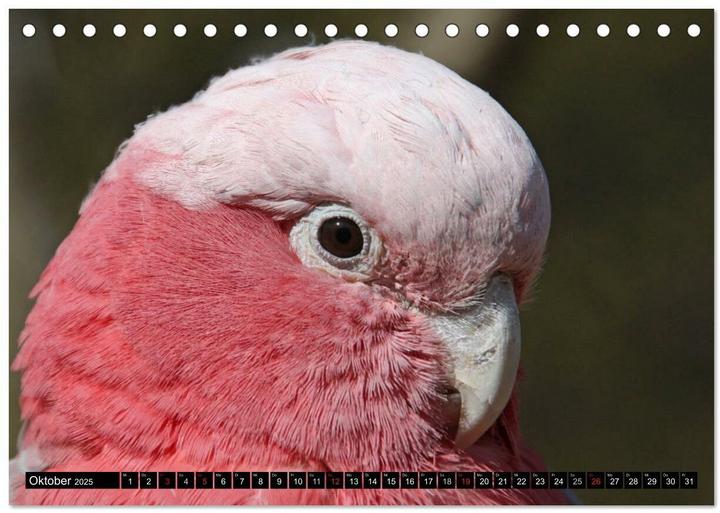 Image du produit Die Kakadus sind los (Tischkalender 2025 DIN A5 quer), Monatskalender (A5)
