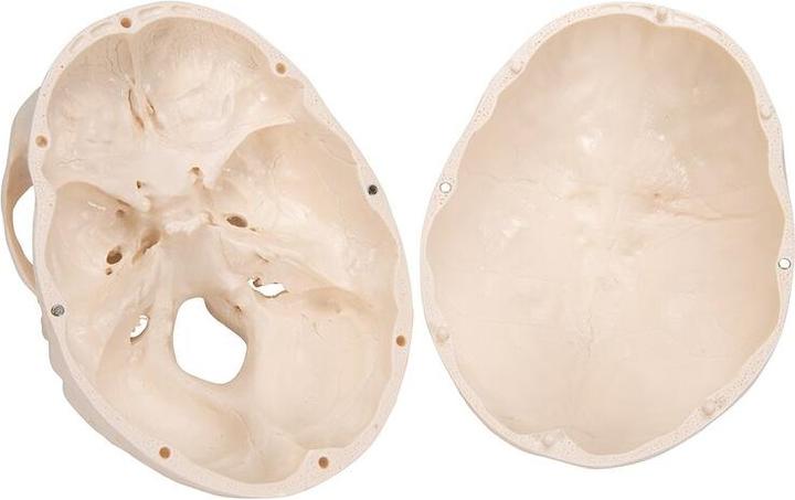 Image du produit 3B Scientific Modèle de crâne de foetus, sur trépied