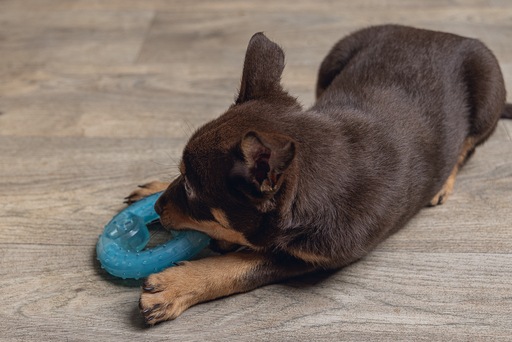 Actual product image Beeztees Cooling bitebite ring (Puppy Toy)
