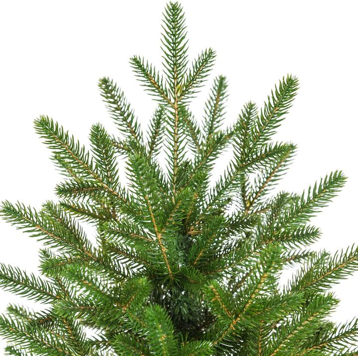 Actual product image Eve Xmas Naturgetreuer Weihnachtsbaum (185 cm)