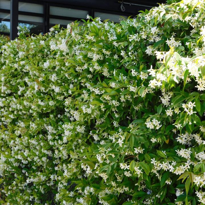Actual product image Plant in a Box Trachelospermum jasminoides - set of 2 star jasmine (120 cm)