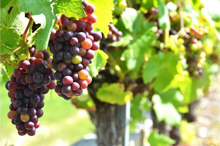 Degustazione di vini per due