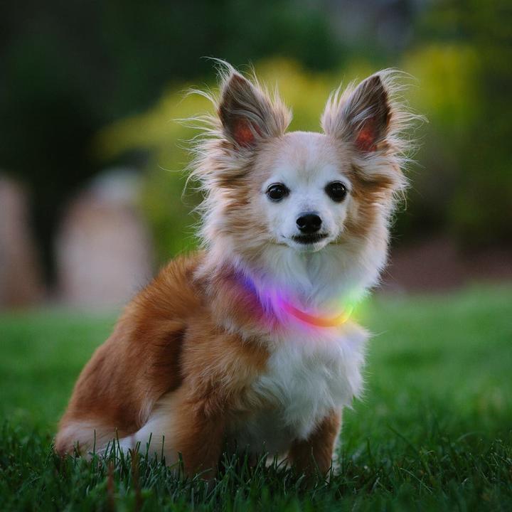 Actual product image Nite Ize NiteHowl® MiRechargeable LED Safety Necklace (Dog, General)