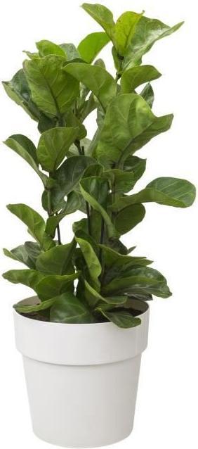 Produktbild Elho B.for Original (22 x 20.30 cm)