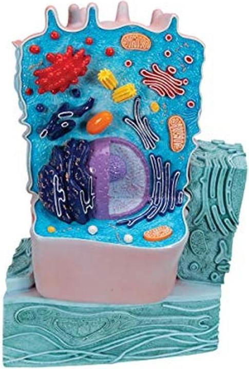 Actual product image 3B Scientific Animal Cell Model