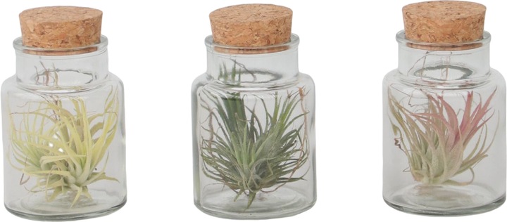 Produktbild Plant in a Box Tillandsia - 3er Mischung Tillandsien in Glasflaschen (5 cm)