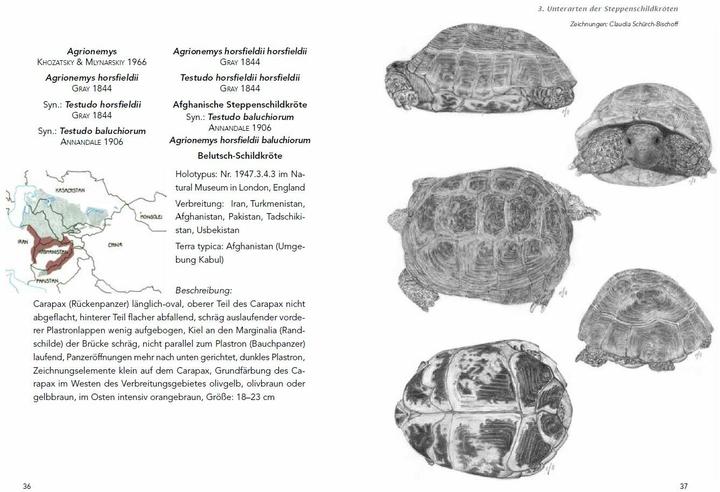 Immagine prodotto Die Haltung der Steppenschildkröten Agrionemys horsfieldii (Tedesco, Barile Ude, 2013)