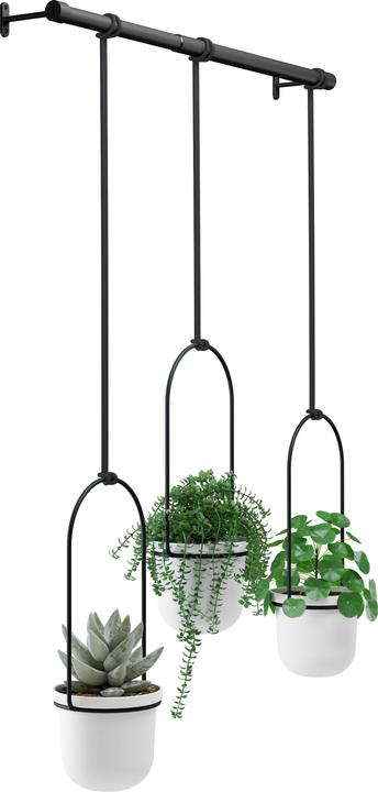 Produktbild Umbra Triflora (15 cm)