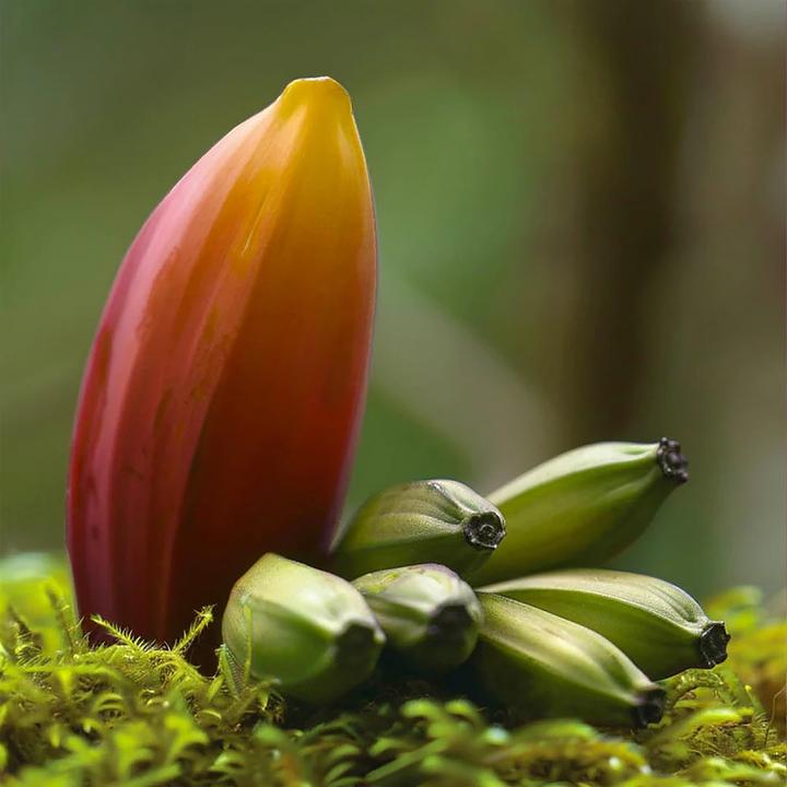 Immagine prodotto Marc Jacobs Daisy Wild Eau So Intense (Eau de parfum, 10 ml)